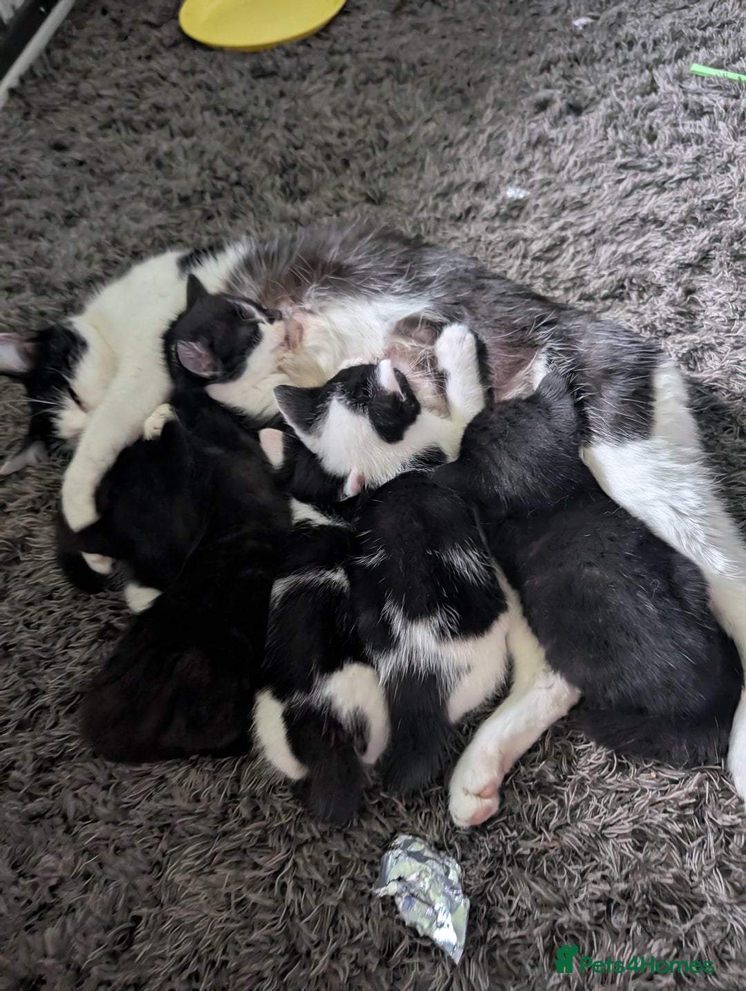Mixed Breed cats for sale: Gorgeous kittens Cute bundles of mischief - Image 2
