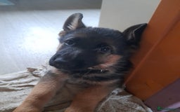 German Shepherd dogs for sale: German Shepherd Puppies for Sale - Image 4