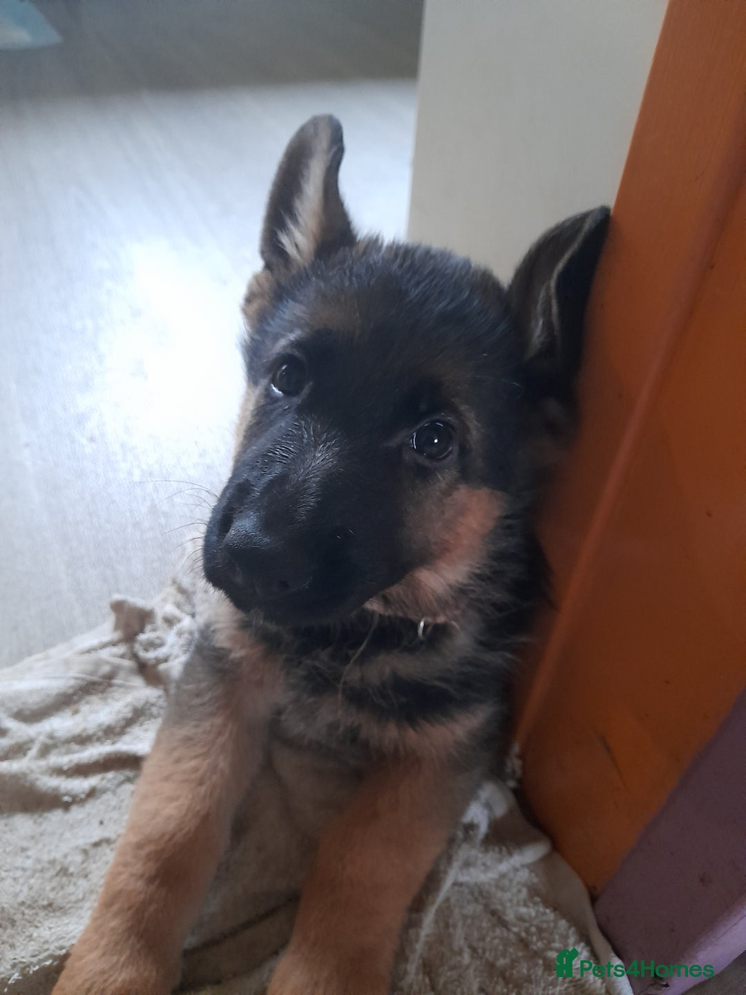 German Shepherd dogs for sale: German Shepherd Puppies for Sale - Image 4