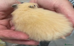 Hamster rodents for sale: Baby Syrian hamsters from show stock  - Image 23