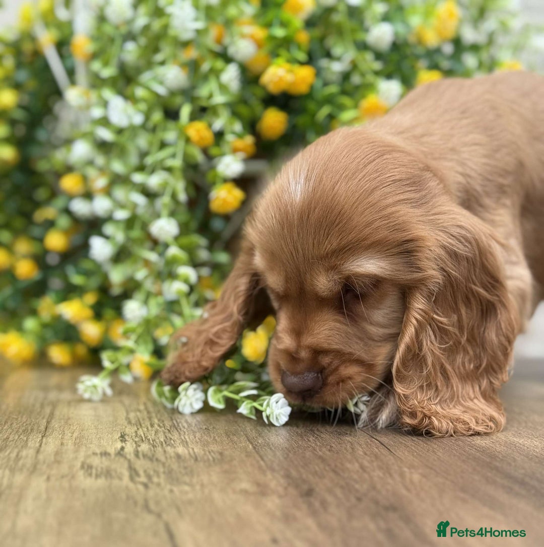 Cocker Spaniel dogs for sale: Showtype cocker spaniels  - Image 14