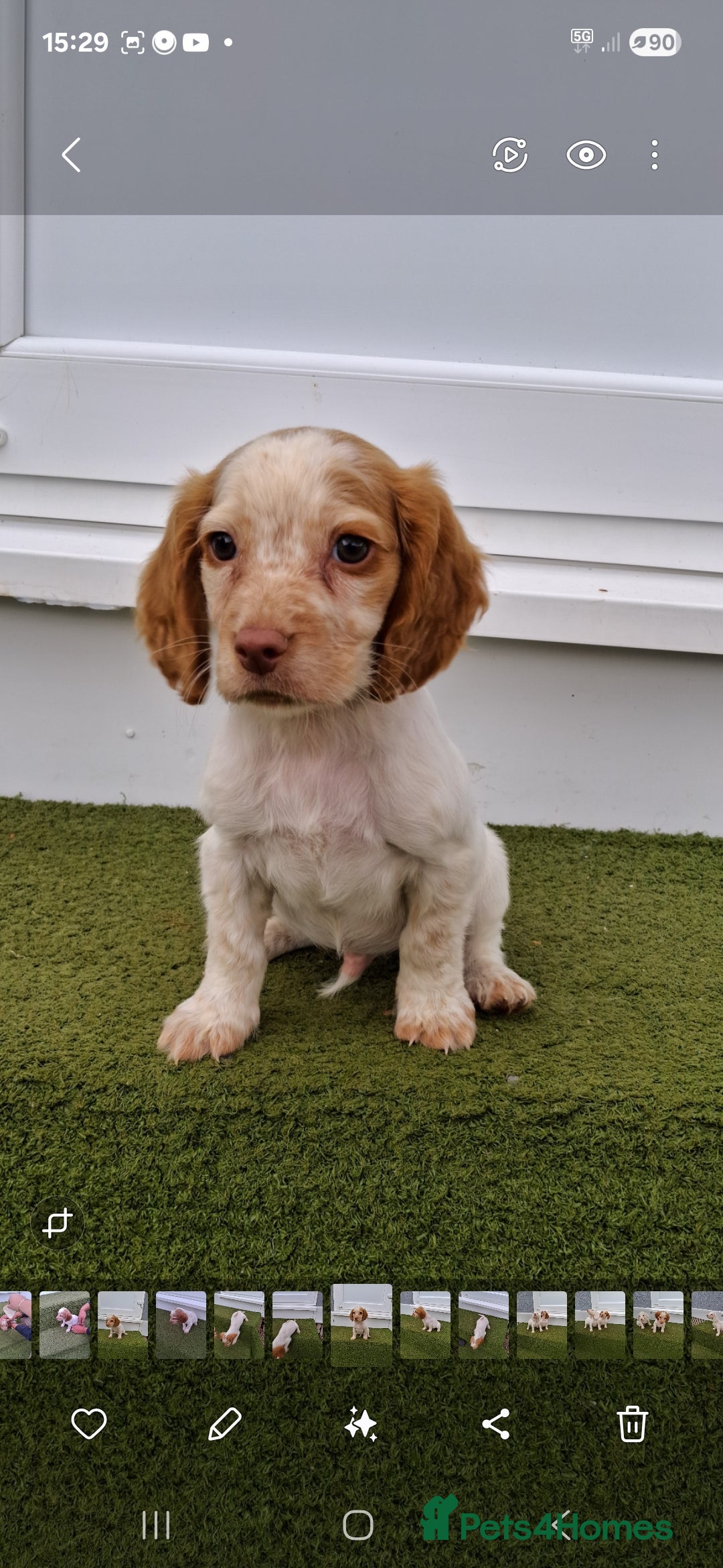 Cocker Spaniel dogs for sale: Stunning Cocker spaniel puppy's  - Image 5