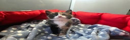European cats for sale: Beautiful Ginger Male & Female Kittens  - Advert 1