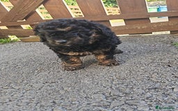 Cavapoo dogs for sale: Cavapoo puppie - Image 4