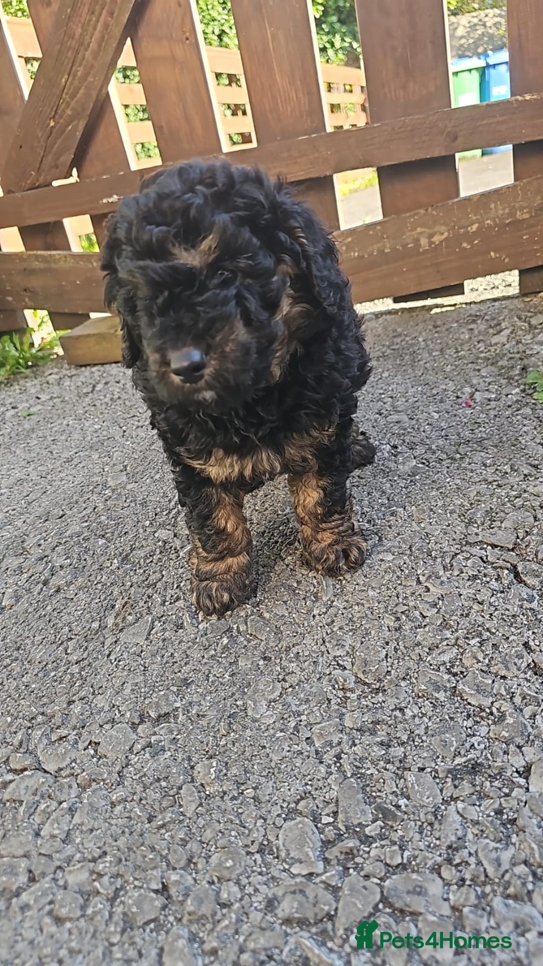 Cavapoo dogs for sale: Cavapoo puppie - Image 4