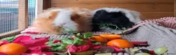 Guinea Pig rodents for sale: Small animal boarding services  - Advert 10