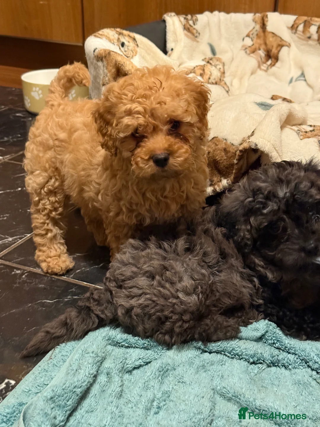 Cavapoo dogs for sale: 5 pups for sale - Advert 9