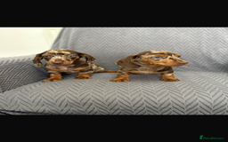 Dachshund dogs for sale: Miniature Dachshund Puppies  - Image 3