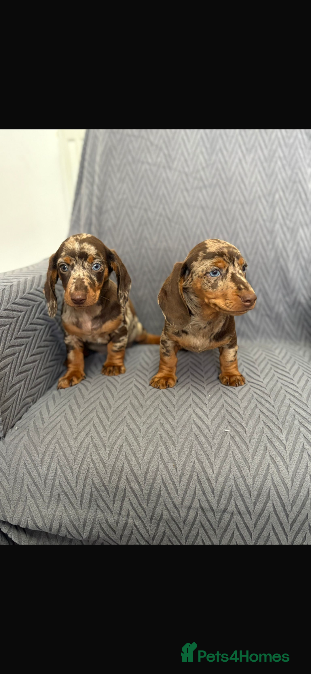 Dachshund dogs for sale: Miniature Dachshund Puppies  - Image 3