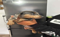 Miniature Dachshund dogs for sale: These 3 beautifull miniature dachshunds - Image 3