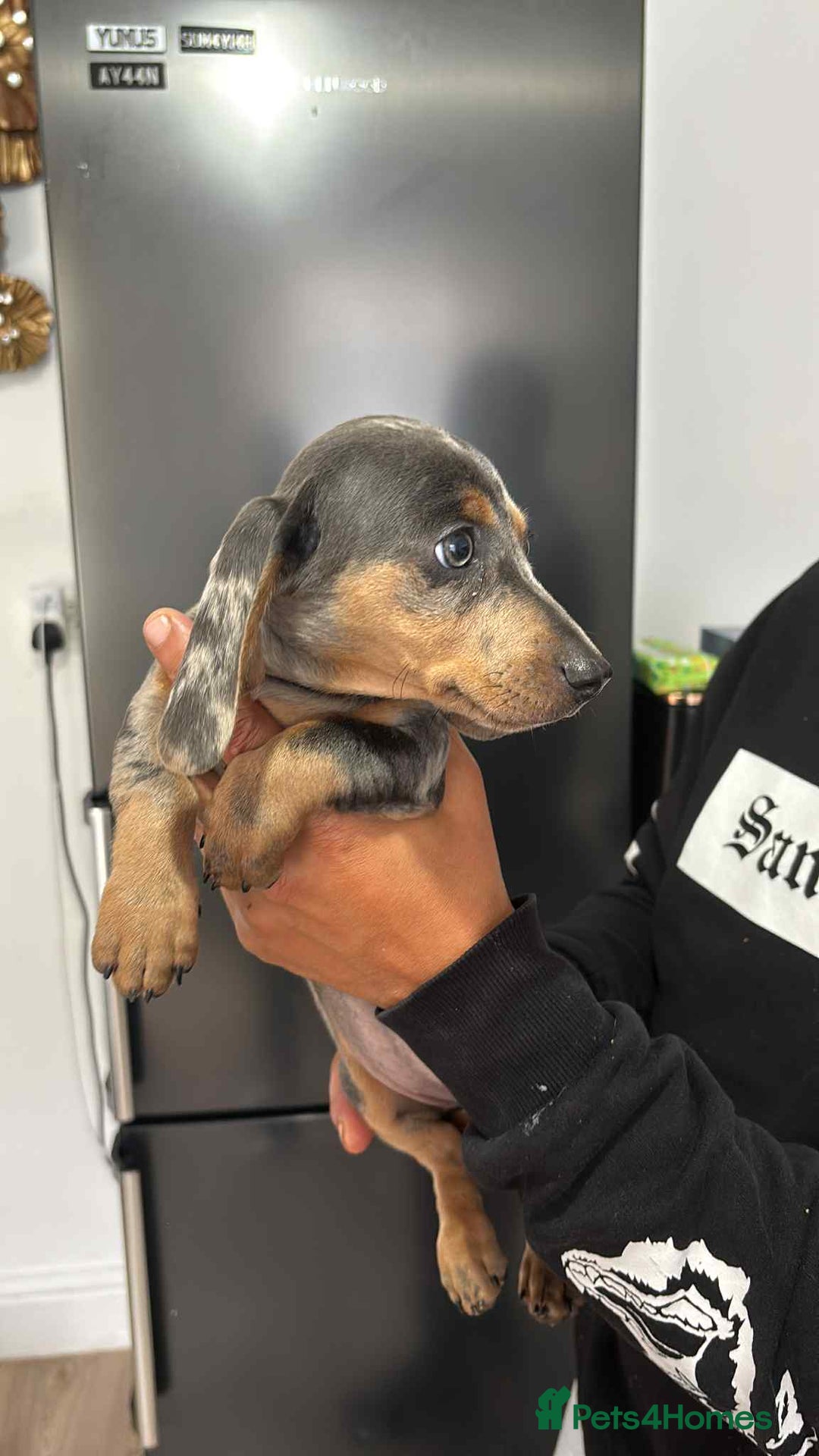 Miniature Dachshund dogs for sale: These 3 beautifull miniature dachshunds - Image 3