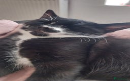 Mixed Breed cats for sale: Three beautiful tuxedos - MMF - Image 3