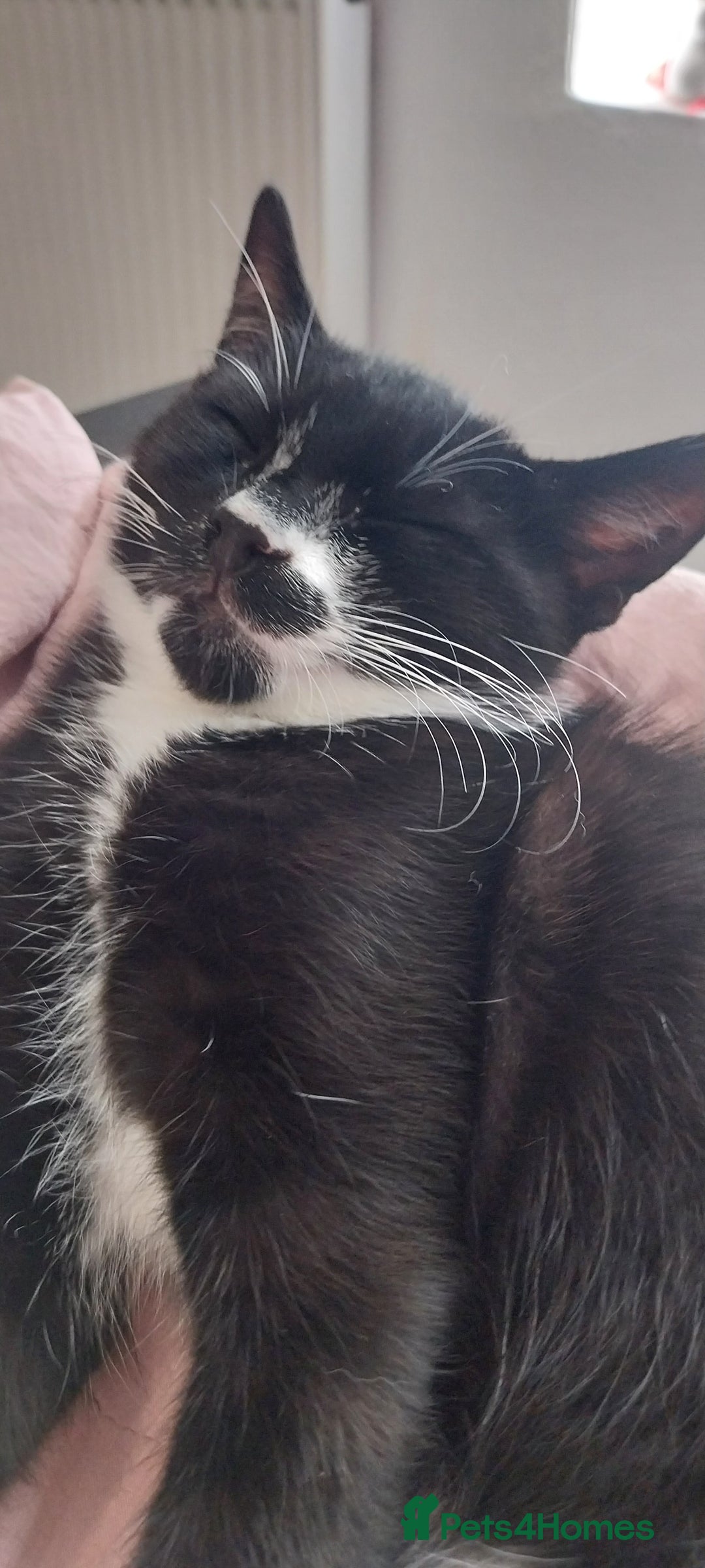 Mixed Breed cats for sale: Three beautiful tuxedos - MMF - Image 3