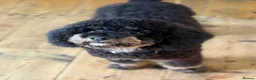 Schnoodle dogs for sale: F1 Toy Mega Coat Schnoodles - Advert 6