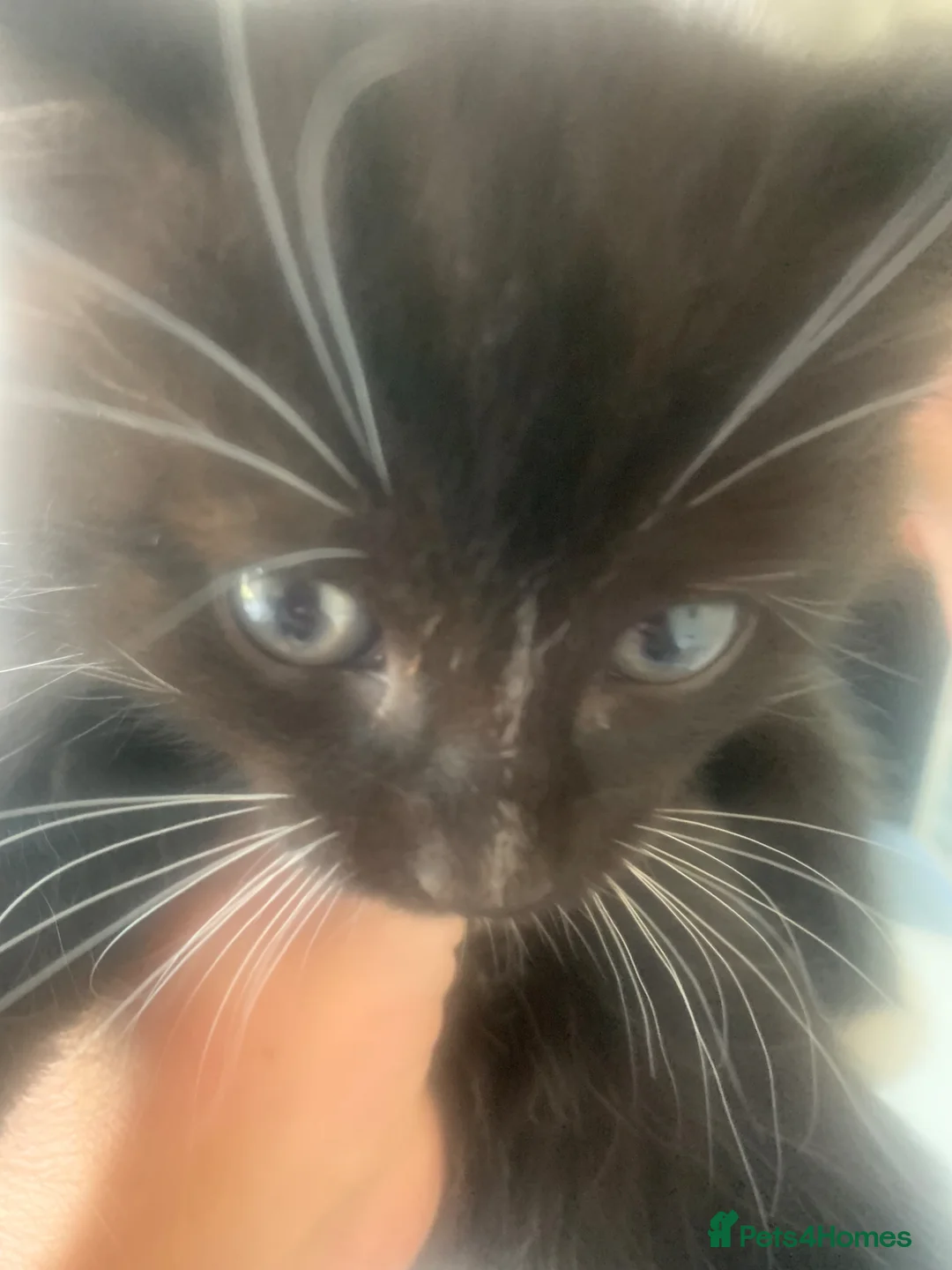 British Shorthair cats for sale: Black & white kittys - Advert 2