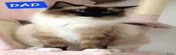 Ragdoll cats for sale: 🐱 Beautiful Ragdoll Kittens For Sale 🐱 - Advert 4