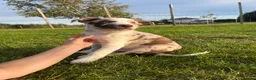 Border Collie dogs for sale: ISDS/KC HEALTH TESTED BORDER COLLIE PUPPIES  - Advert 2
