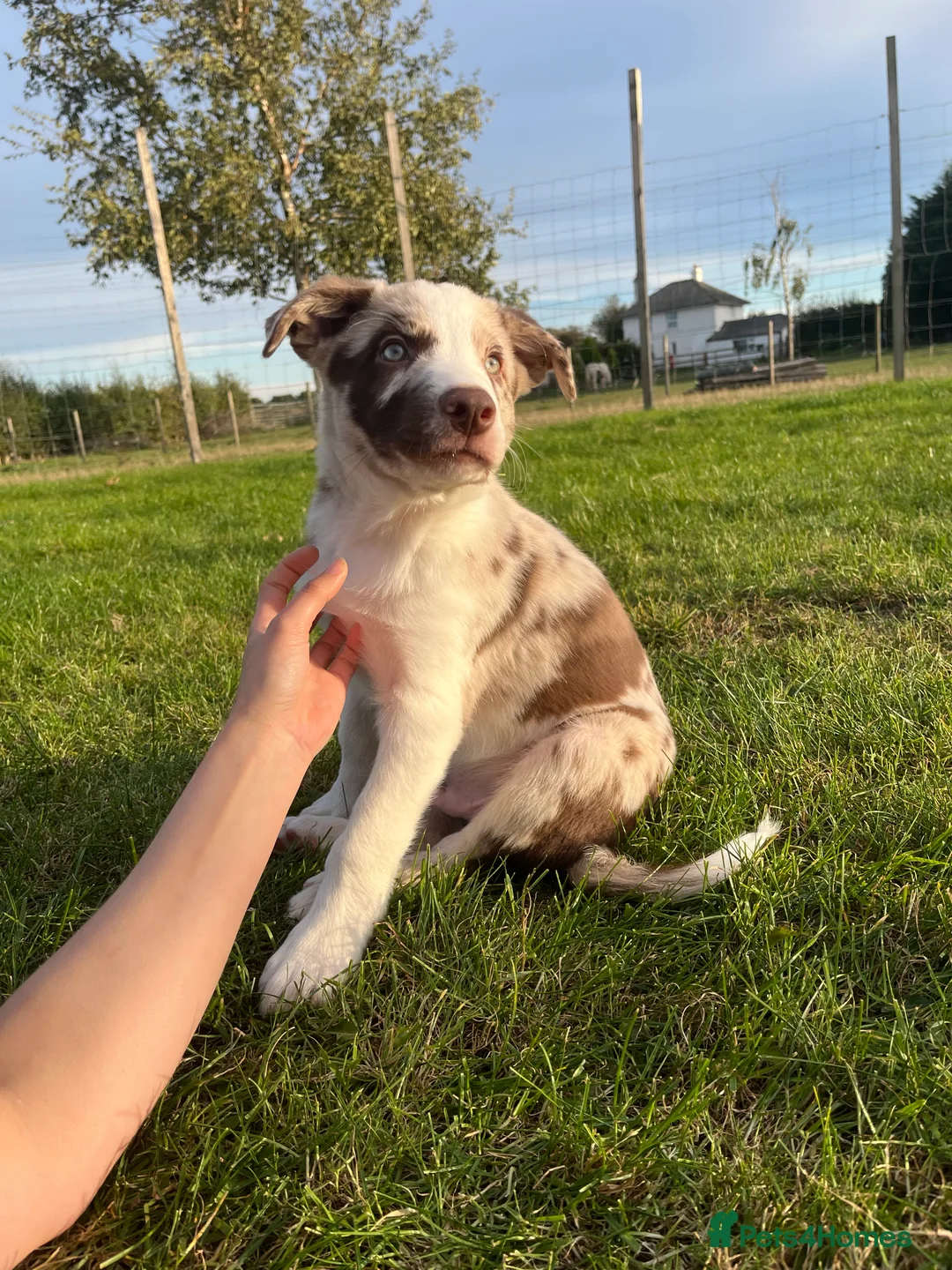 Border Collie dogs for sale: ISDS/KC HEALTH TESTED BORDER COLLIE PUPPIES  - Advert 2