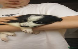 Border Collie dogs for sale: My babies  - Image 12