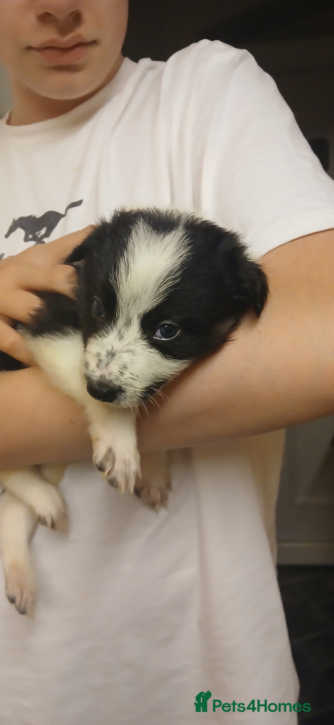 Border Collie dogs for sale: My babies  - Image 12