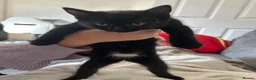 Mixed Breed cats for sale: Kittens ready in Wakefield in Wakefield - Advert 5