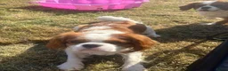 Cavalier King Charles Spaniel dogs for stud: Cavalier King Charles Spaniel available for Stud - Advert 4