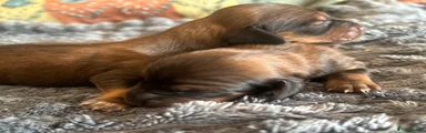 Dachshund 3