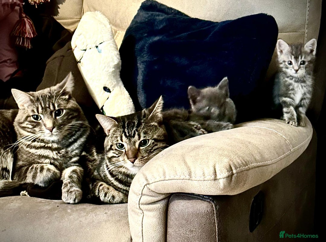 Domestic Shorthair cats for sale: 2 Beautiful Males (selling due2my partners illness - Image 15