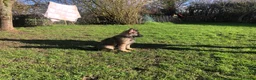 German Shepherd dogs for sale: Exceptional KC Health tested L/C Puppies  - Advert 3