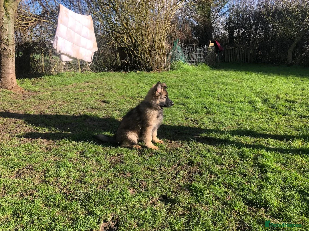 German Shepherd dogs for sale: Exceptional KC Health tested L/C Puppies  - Advert 3