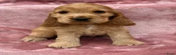 Cocker Spaniel dogs for sale: Outstanding Cocker Spaniel Puppies Available  - Advert 3