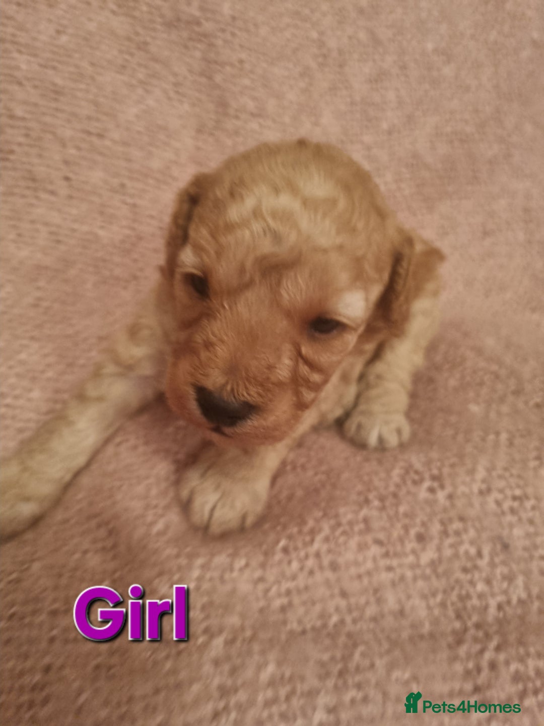 Cockapoo dogs for sale: Cockapoo  - Image 6