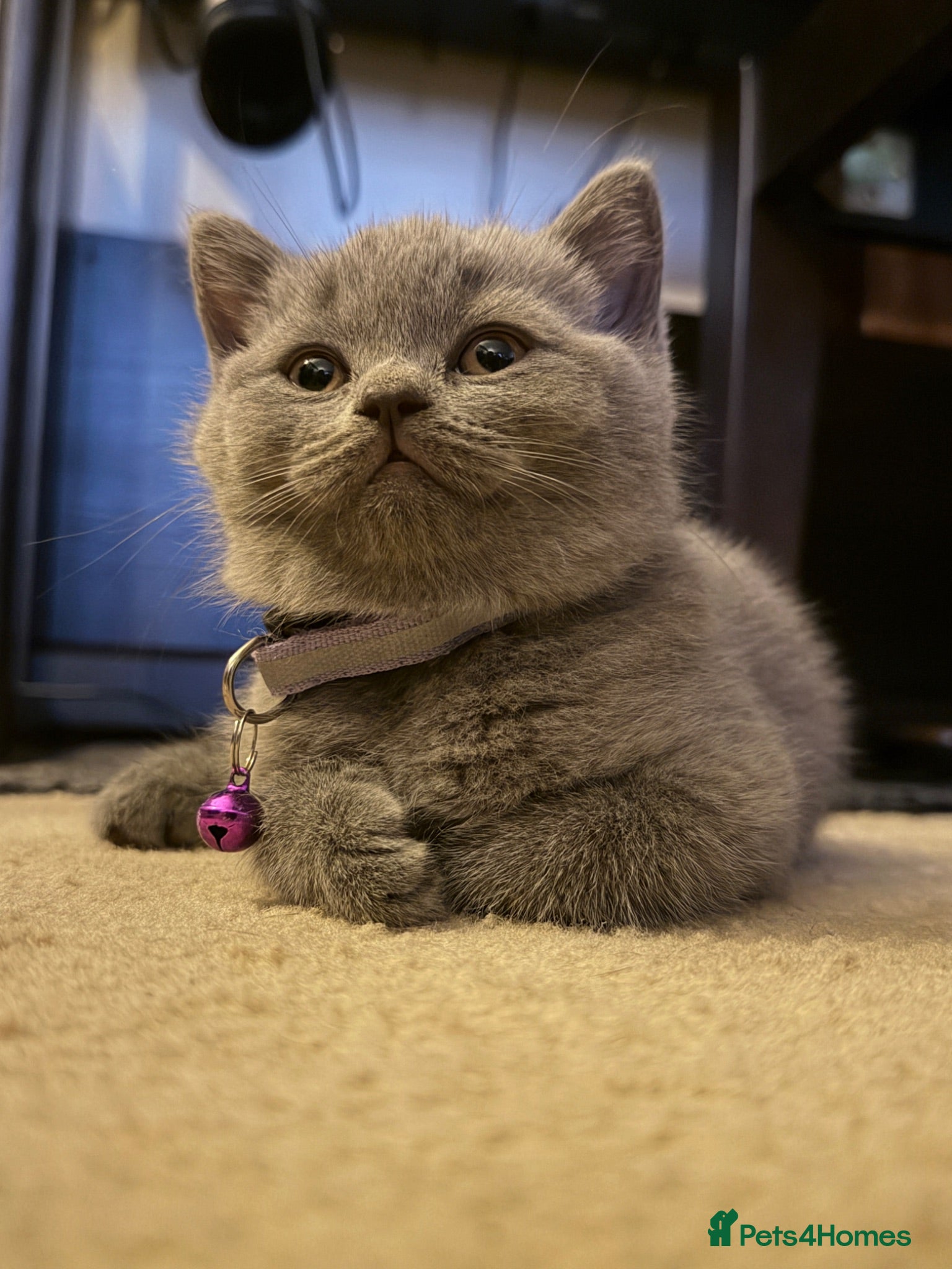 British Shorthair cats GCCF British Shorthair kittens - Blue and lilac! - Advert 2