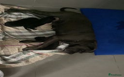 Cane Corso dogs for sale: Cane Corso Puppies Looking for Their Forever Homes - Advert 14