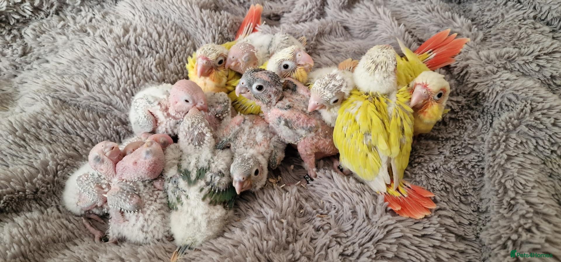 Conures birds Beautiful fully hand reared conures  - Advert 18