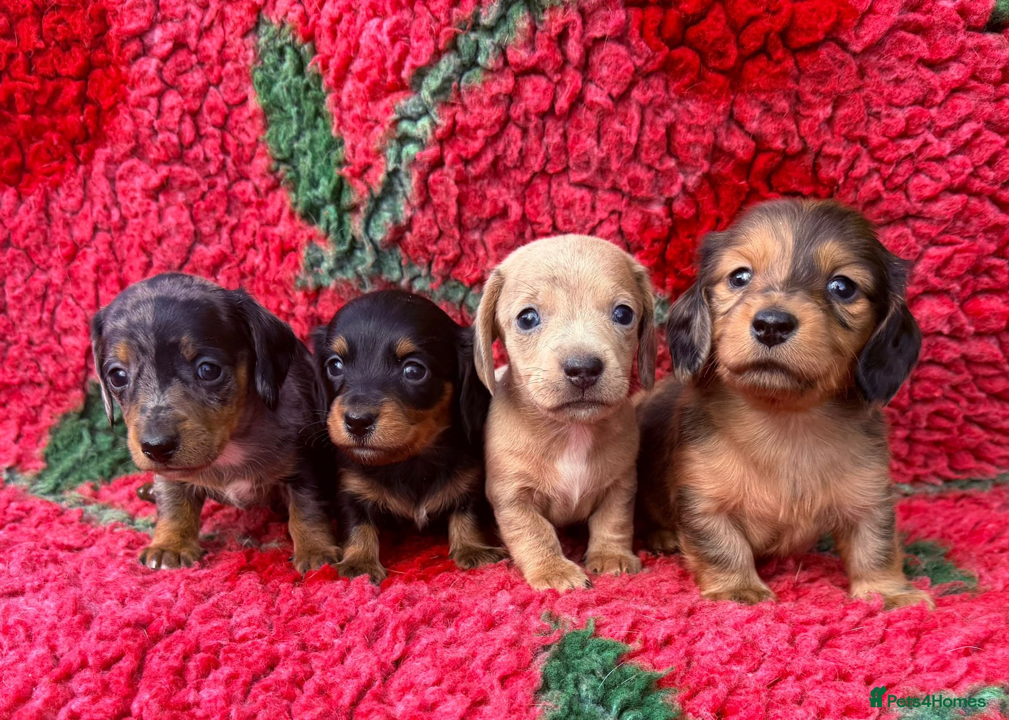 Miniature Dachshund dogs 🐾 Miniature Dachshund Short/long Pups For Sale 🐾 - Advert 10