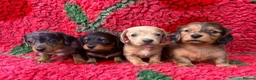 Miniature Dachshund dogs for sale: 🐾 Miniature Dachshund Short/long Pups For Sale 🐾 - Advert 9
