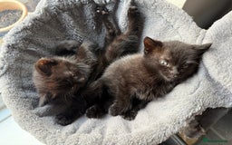 Mixed Breed cats for sale: Black kittens - Image 3