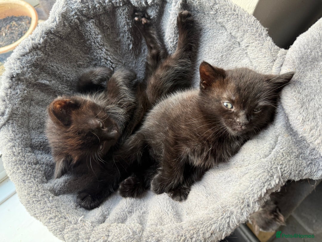 Mixed Breed cats for sale: Black kittens - Image 3