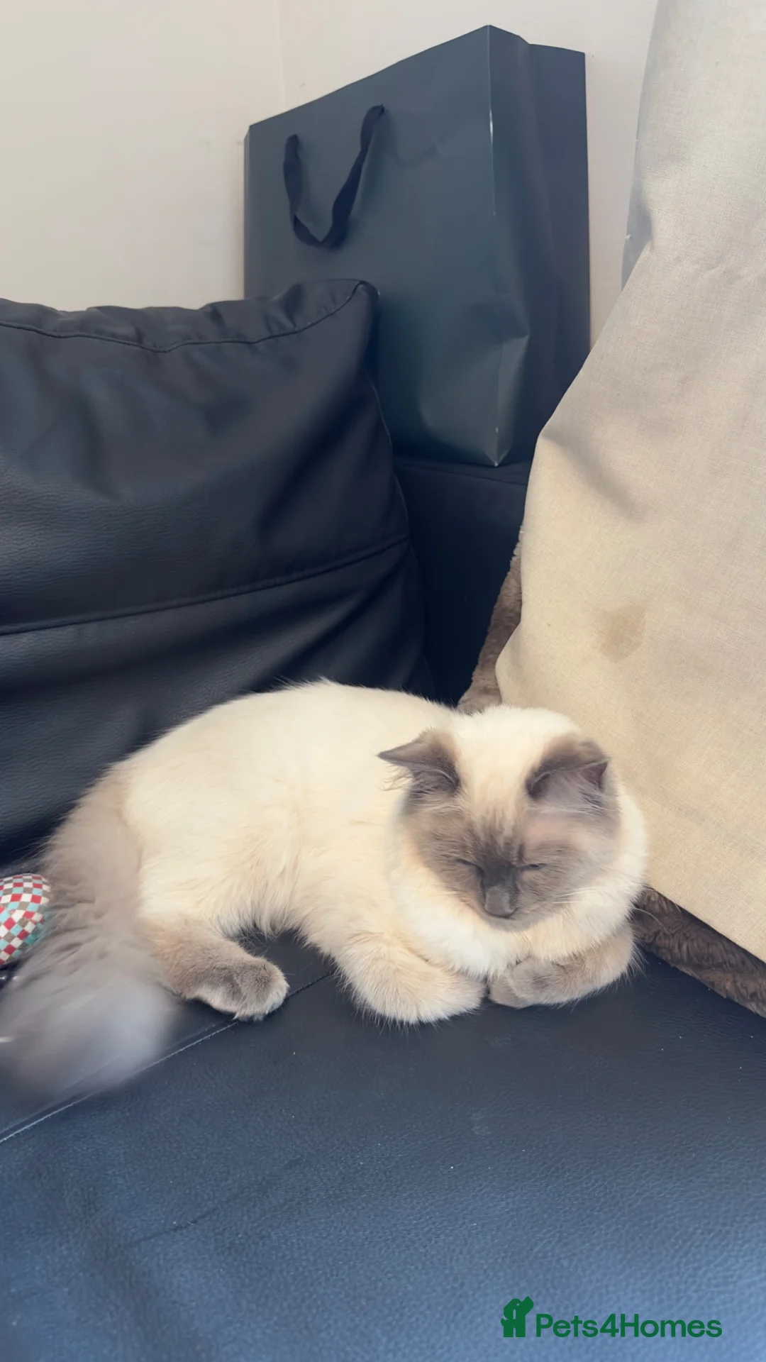 Ragdoll cats for sale: Adorable 5 month old ragdoll kitten male - Advert 2