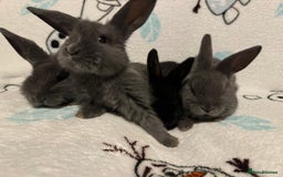 Dwarf Lop rabbits for sale: VERY Friendly lop rabbits - ready now!!  - Image 5