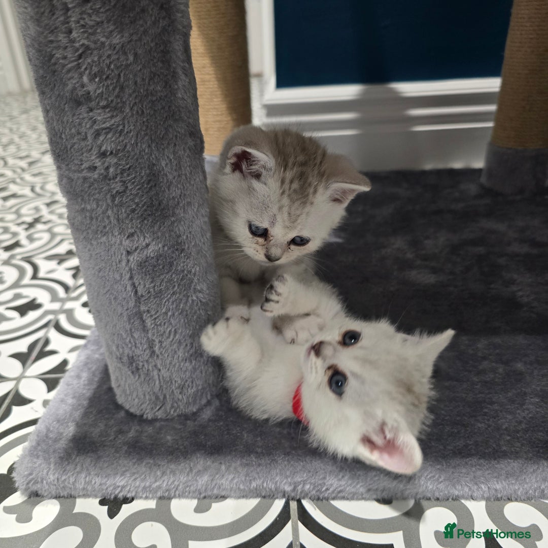 British Shorthair cats for sale: British Short Hair Kittens - Advert 2