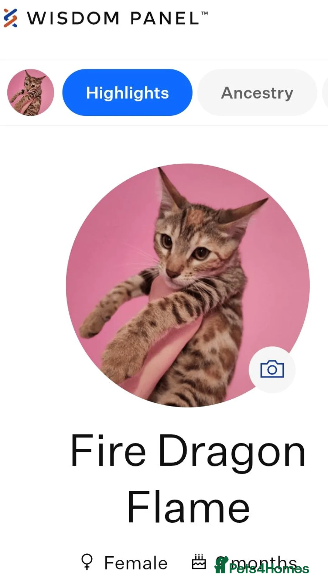 Mixed Breed cats for sale: Rare Torbie @75% Bengal Variants Kittens  - Advert 2