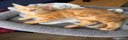 Mixed Breed cats for sale: Four Adorable Kittens Looking for Forever Homes - Advert 7