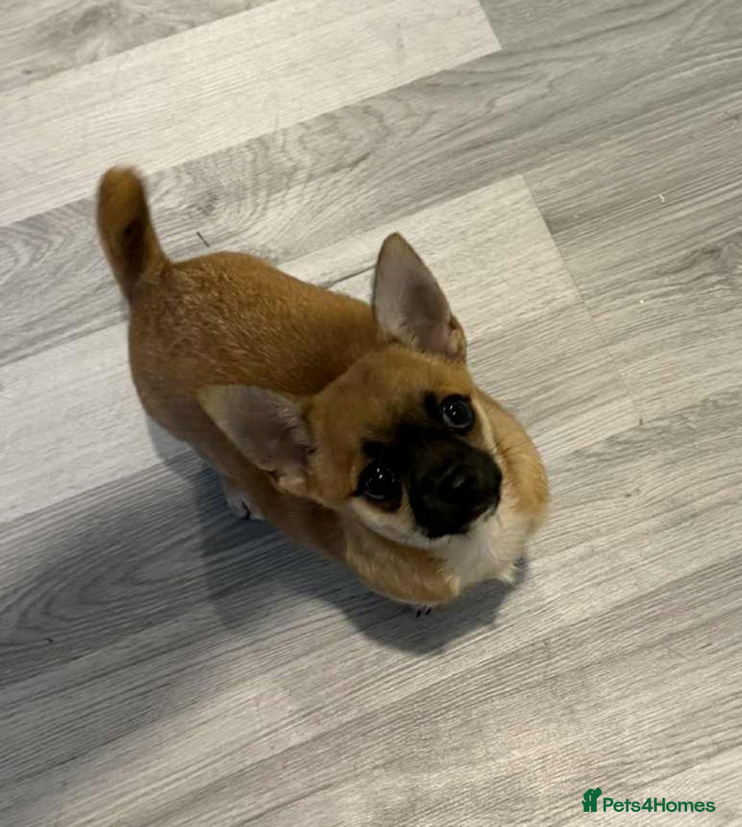 Pomchi dogs for sale: pomchi puppy female  - Advert 4