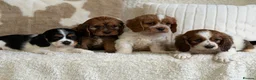 Cavapoochon dogs for sale: Beautiful Cavapoochon puppies  - Advert 14