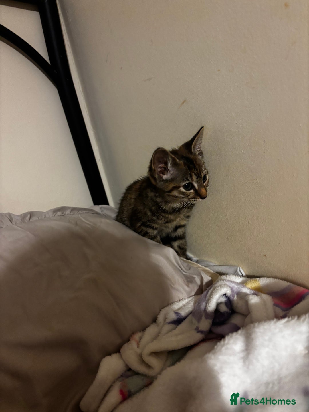 Mixed Breed cats for sale: Moggy kitten for sale  - Image 2
