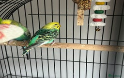 Budgerigars birds for sale: Budgies and cage - Image 5