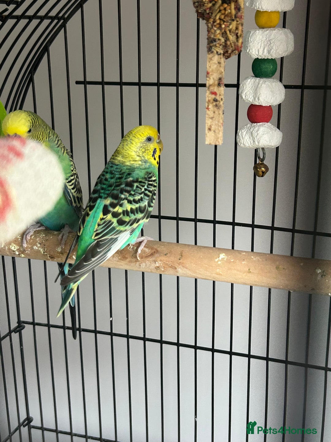 Budgerigars birds for sale: Budgies and cage - Image 5