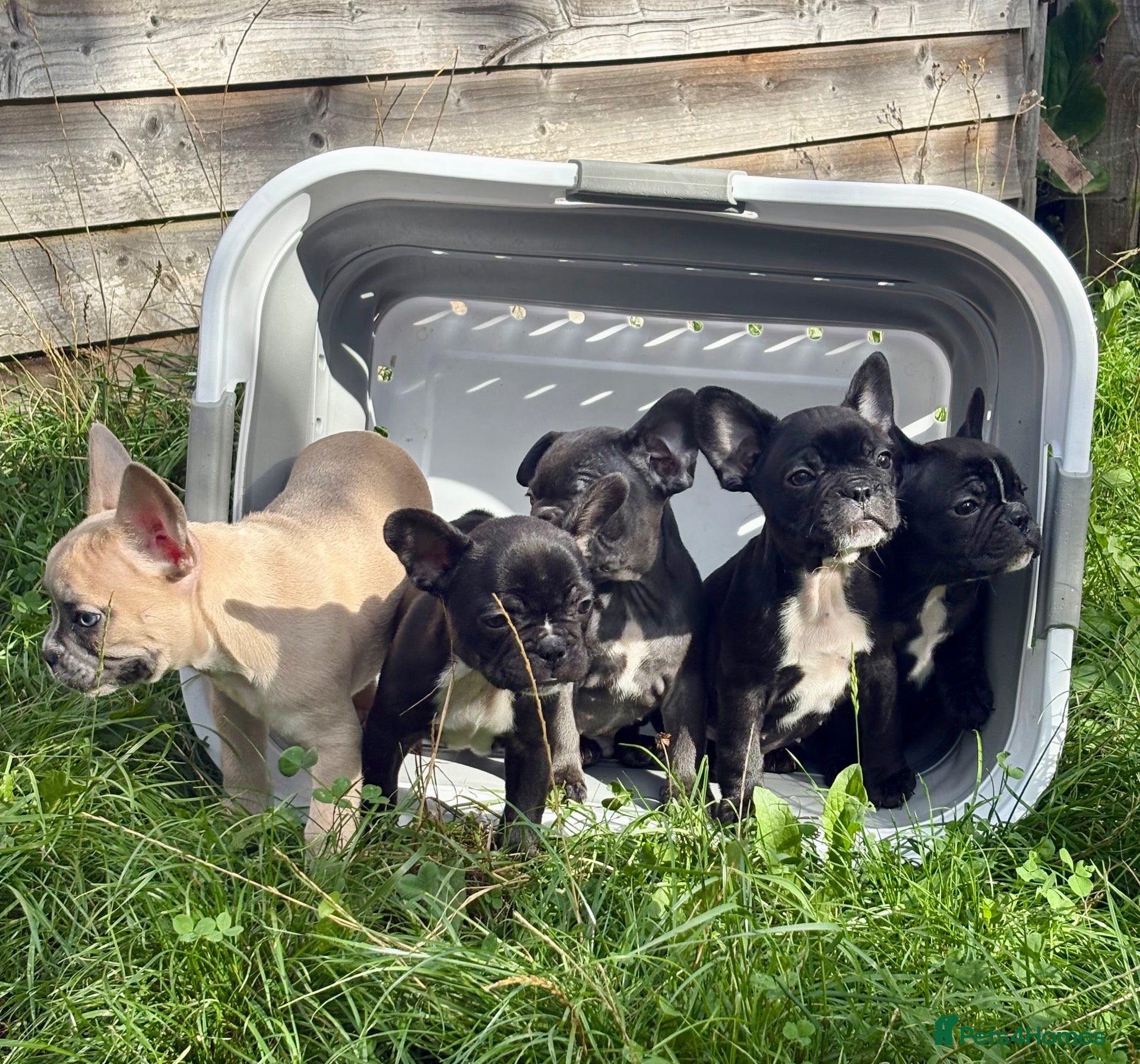 French Bulldog dogs French Bulldog Puppies - Advert 12
